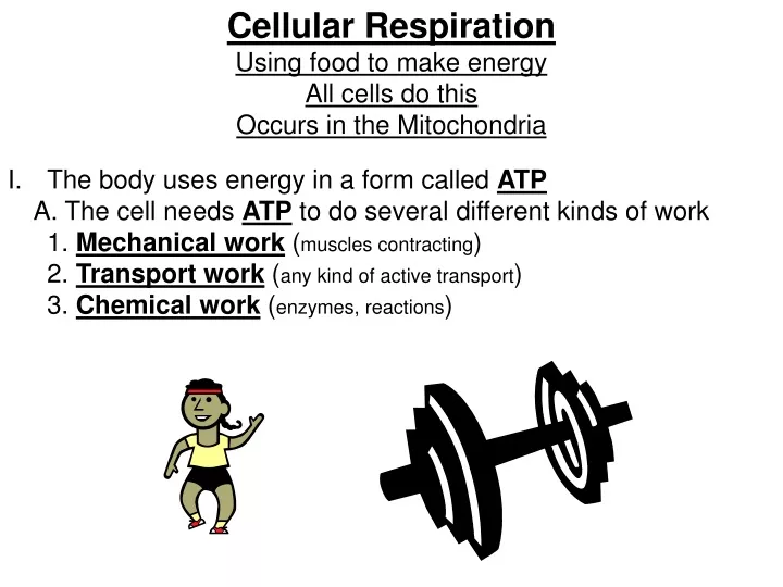 cellular respiration using food to make energy