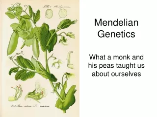 Mendelian  Genetics