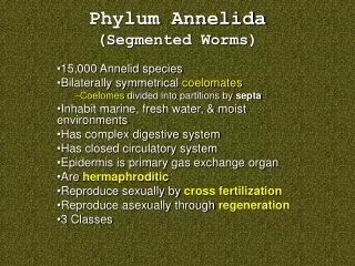 Phylum Annelida (Segmented Worms)