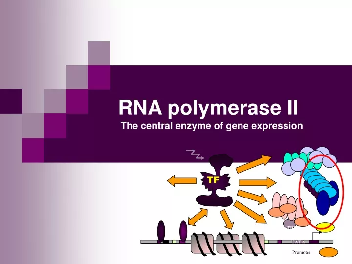 rna polymerase ii the central enzyme of gene expression