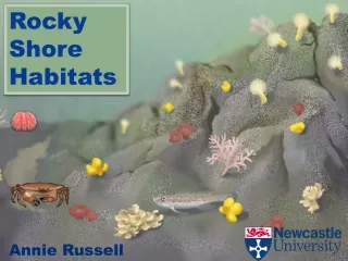 Rocky Shore Habitats