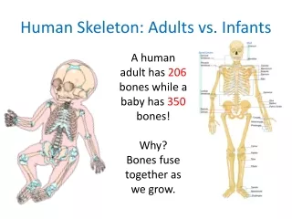 Human Skeleton: Adults vs. Infants