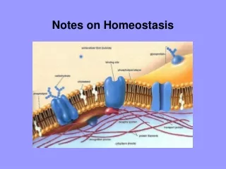 Notes on Homeostasis