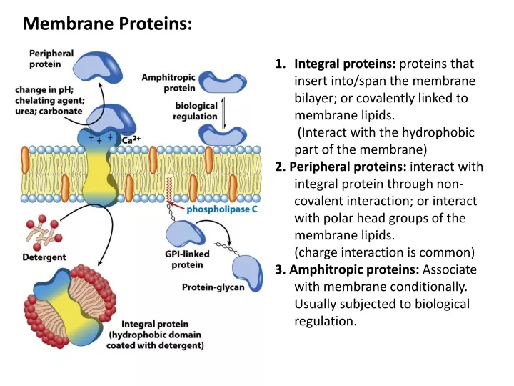 membrane proteins