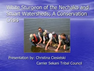 White Sturgeon of the Nechako and Stuart Watersheds; A Conservation Crisis