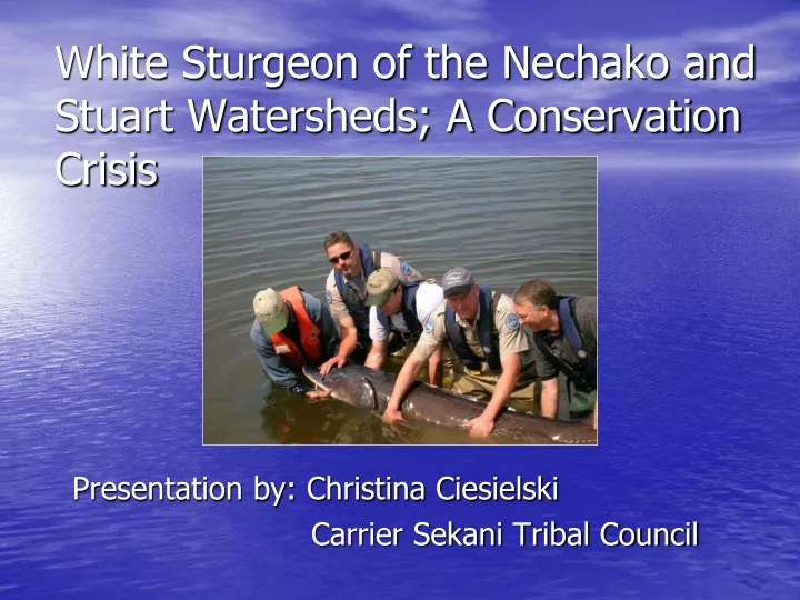 white sturgeon of the nechako and stuart watersheds a conservation crisis