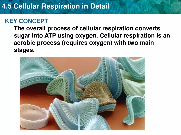 key concept the overall process of cellular