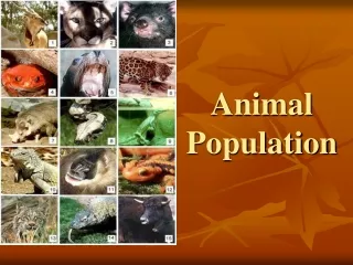 Animal Population