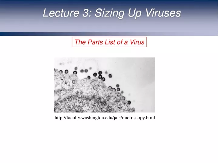 lecture 3 sizing up viruses