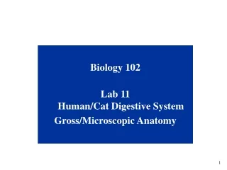 Biology 102 Lab 11  Human/Cat Digestive System Gross/Microscopic Anatomy