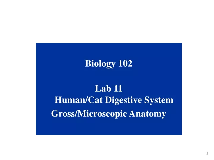 biology 102 lab 11 human cat digestive system