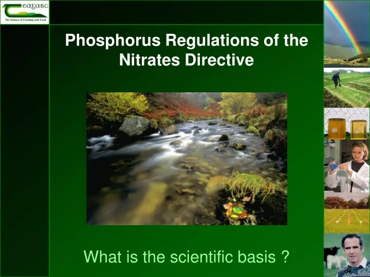 phosphorus regulations of the nitrates directive