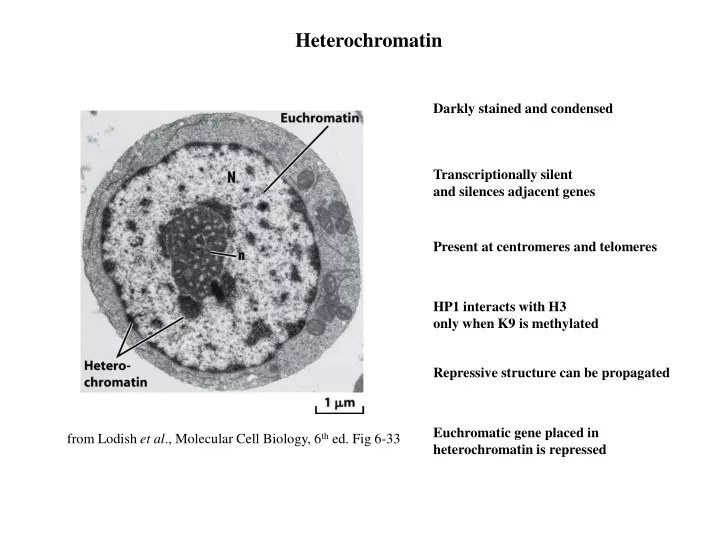 heterochromatin