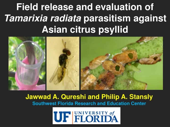 field release and evaluation of tamarixia radiata