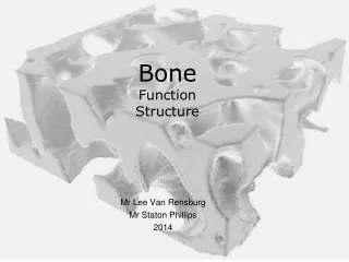 Bone Function Structure