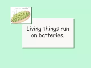 Living things run on batteries.