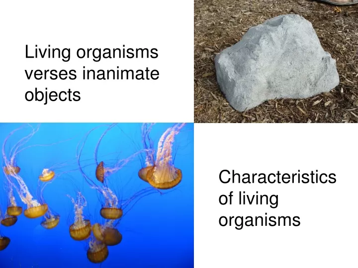 living organisms verses inanimate objects