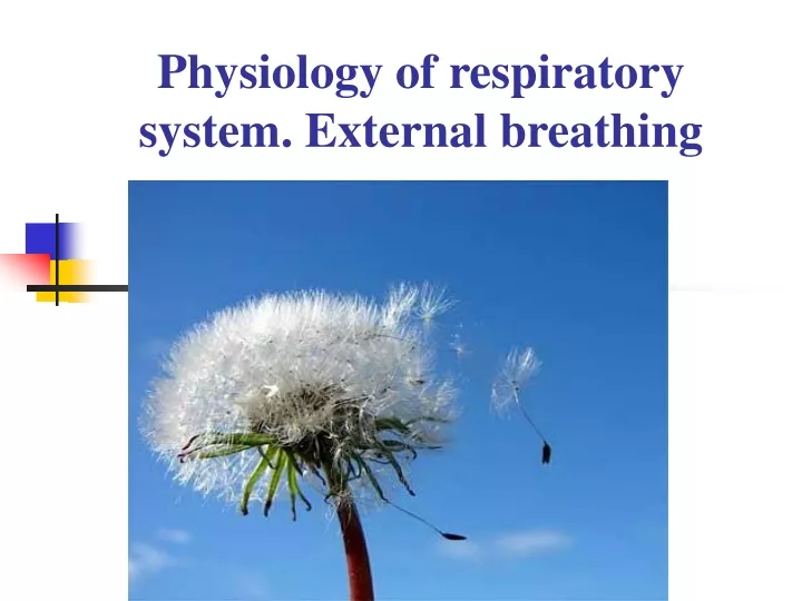 physiology of respiratory system external breathing