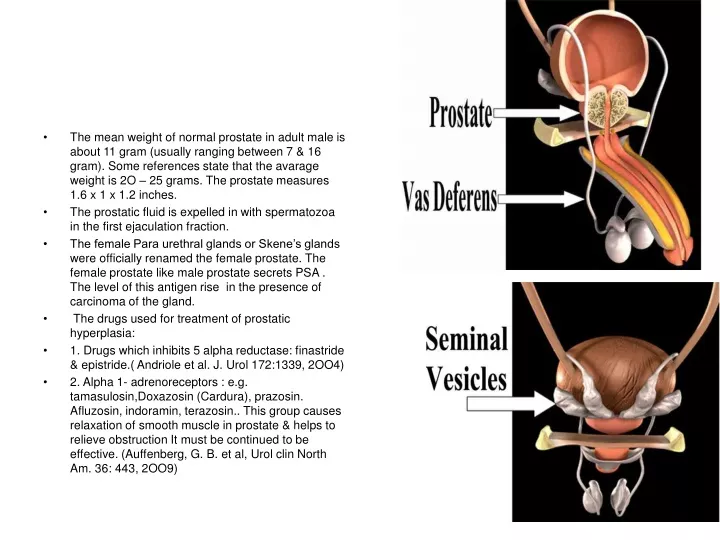 the mean weight of normal prostate in adult male