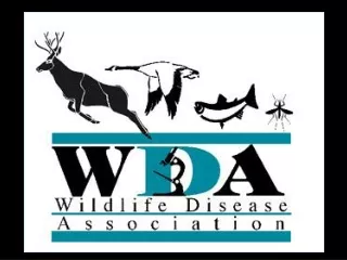 What is WDA?