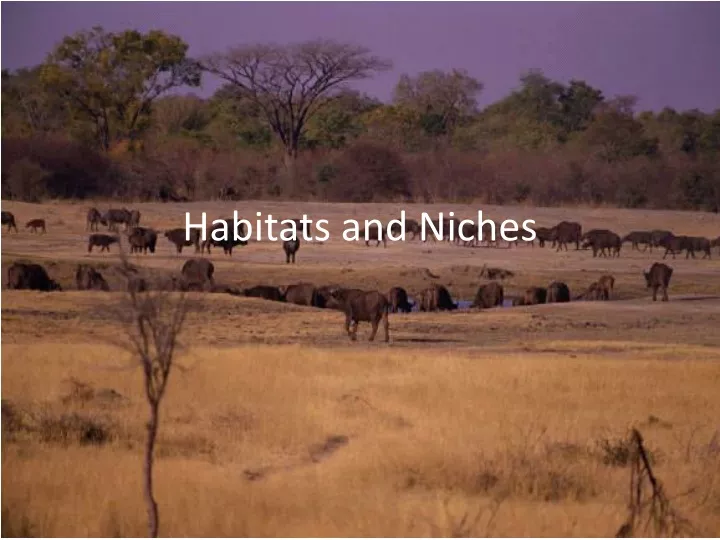 habitats and niches
