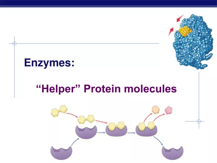 enzymes helper protein molecules