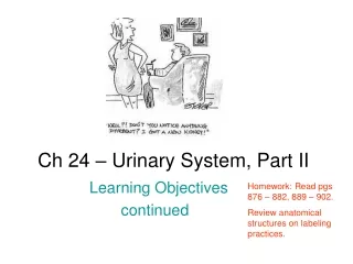 Ch 24 – Urinary System, Part II