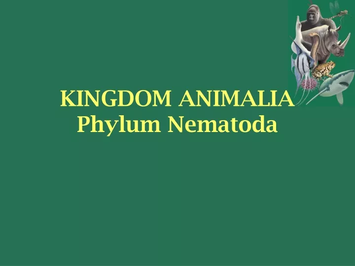 kingdom animalia phylum nematoda