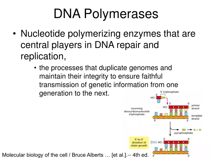 dna polymerases