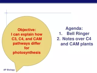 Objective: I can explain how C3, C4, and CAM pathways differ for photosynthesis