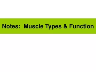 Notes:  Muscle Types &amp; Function