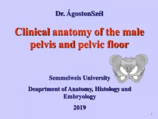 Clinical anatomy  of  the male pelvis  and  pelvic floor