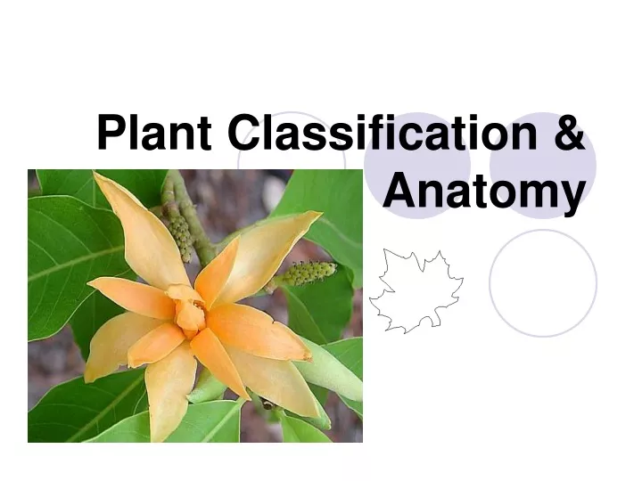 plant classification anatomy