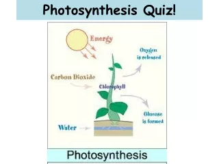 Photosynthesis Quiz!