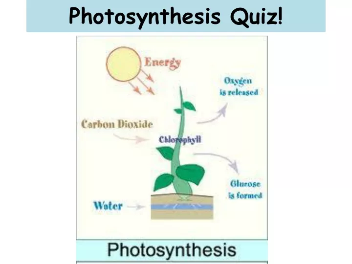 photosynthesis quiz