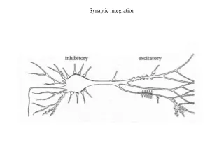 Synaptic integration