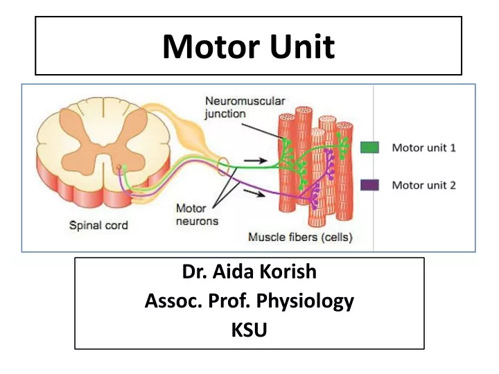 motor unit