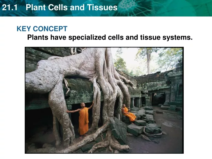 key concept plants have specialized cells
