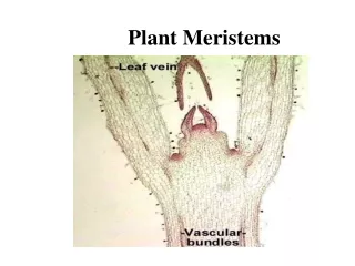 Plant Meristems