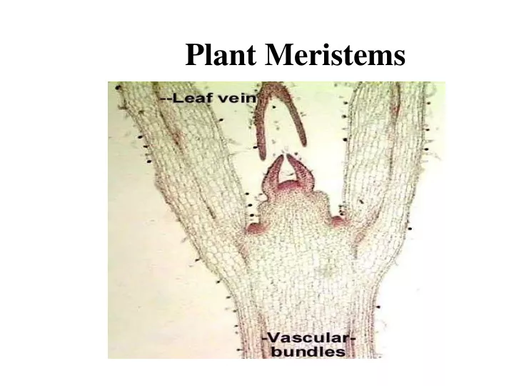 plant meristems