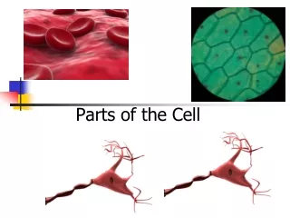 Parts of the Cell