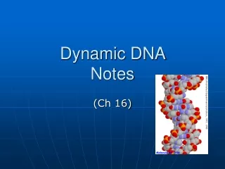 Dynamic DNA  Notes