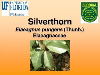 Silverthorn