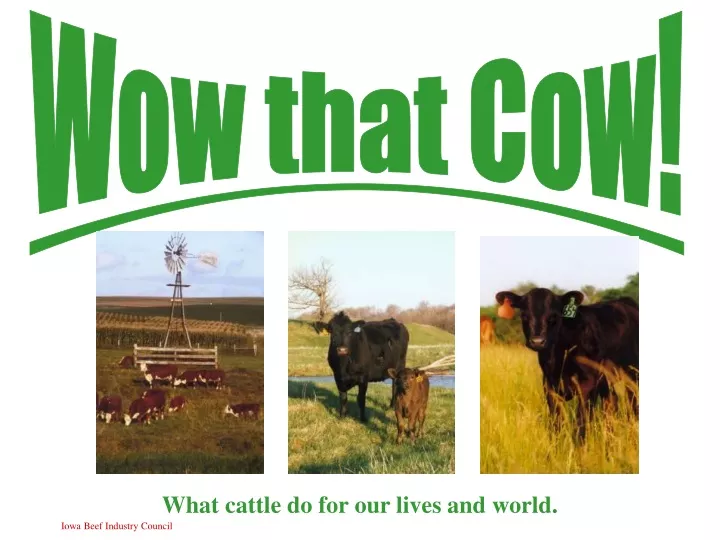 wow that cow