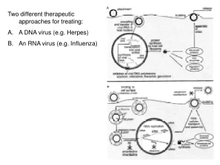 Two different therapeutic approaches for treating: A DNA virus (e.g. Herpes)