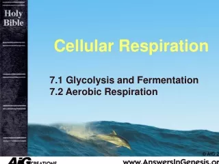 cellular respiration