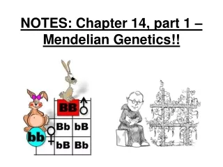 NOTES: Chapter 14, part 1 – Mendelian Genetics!!