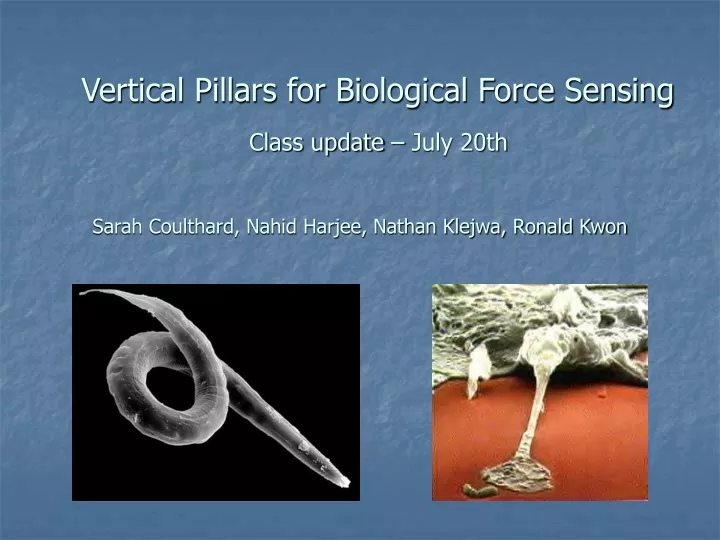 vertical pillars for biological force sensing