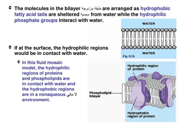the molecules in the bilayer are arranged