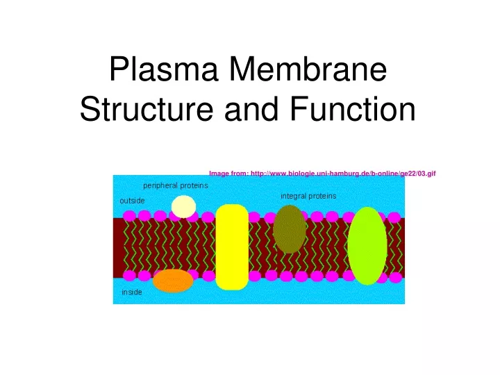plasma membrane structure and function